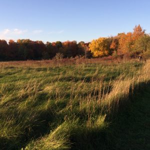 Autumn Intentions: A Seasonal Reflection Guide (PDF + Digital Companion Tool)
