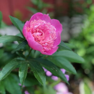 Loving Kindness Guided Meditation (mp3)