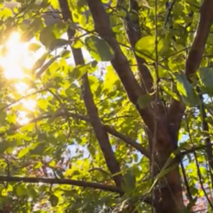Guided Meditation (Breath, Compassionate Self) | September 22, 2026