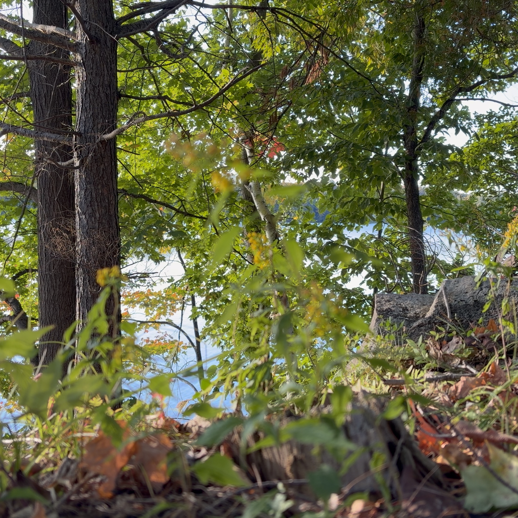 Trees and rocks beside a lake.