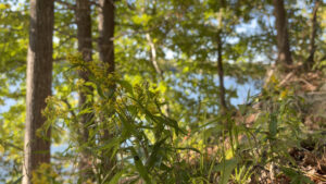 Yellow wildflowers beside a lake, with trees in the background.