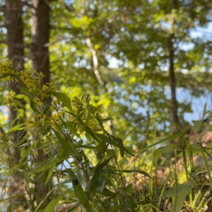 Yellow wildflowers beside a lake, with trees in the background.